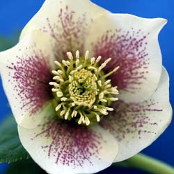 Rosa de Navidad 'White lady spotted'